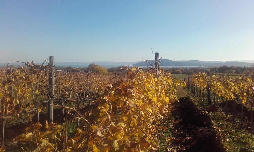 Koczor Winery & Guesthouse Balatonfüred Exteriör bild